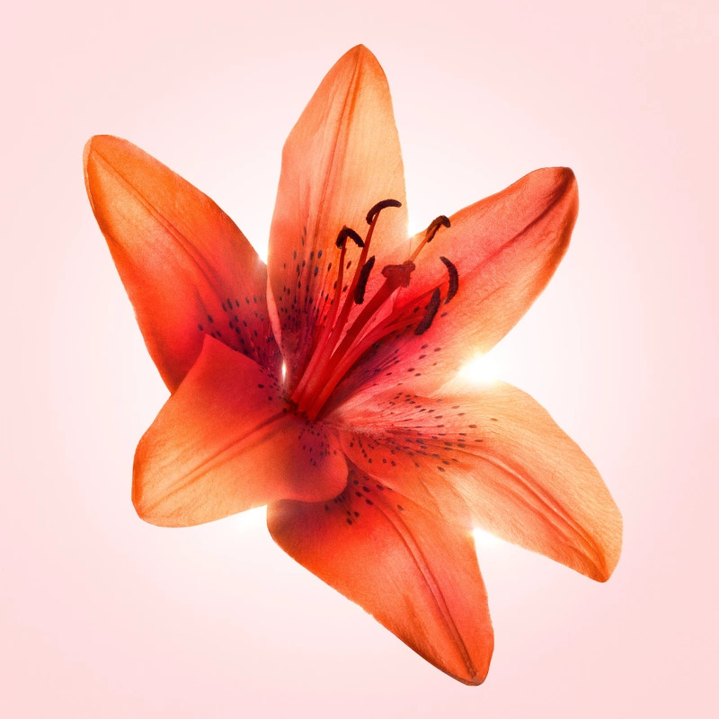 Viktor & Rolf Flowerbomb Tiger Lily EDP 50 ml