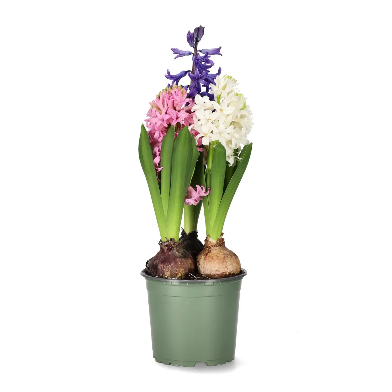 Svibel Tricolor Omkrets 17 cm