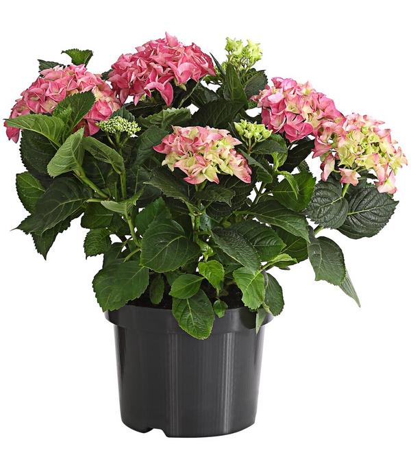 Bauern-Hortensie, ca. 30-40 cm