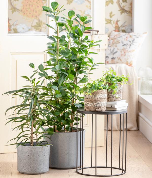 Langblättriger Feigenbaum - Ficus