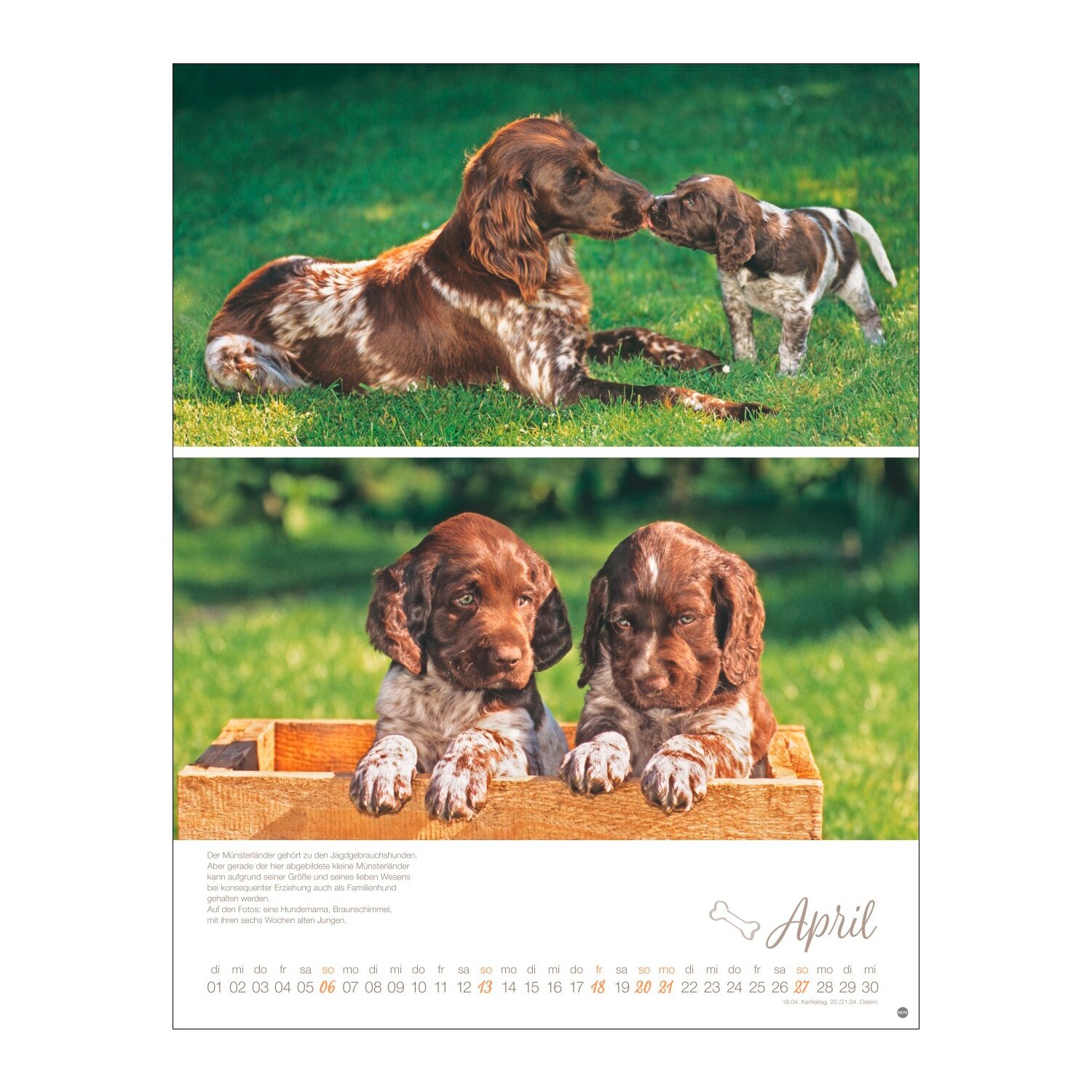 Posterkalender Hundekinder 2025