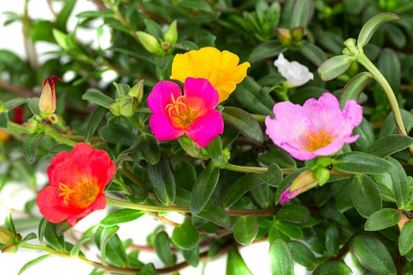 Portulakröschen, Schale