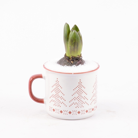 Jacinthe X1 avec mug décoration sapin de noël D9