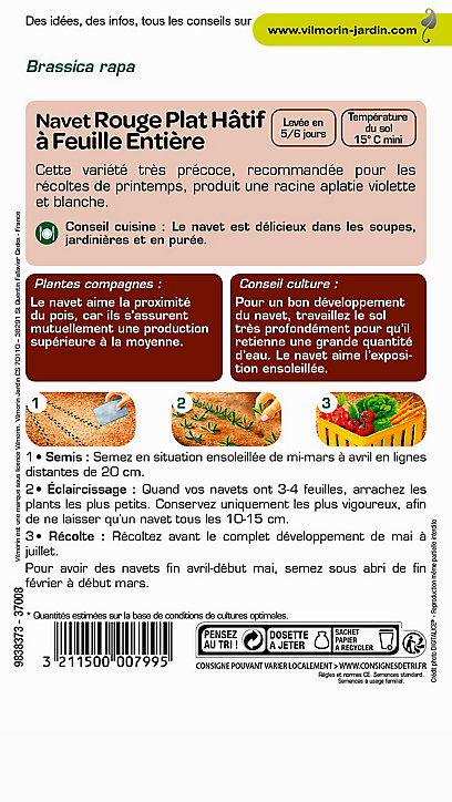 Graines de Navet Rouge Plât Hâtif Vilmorin