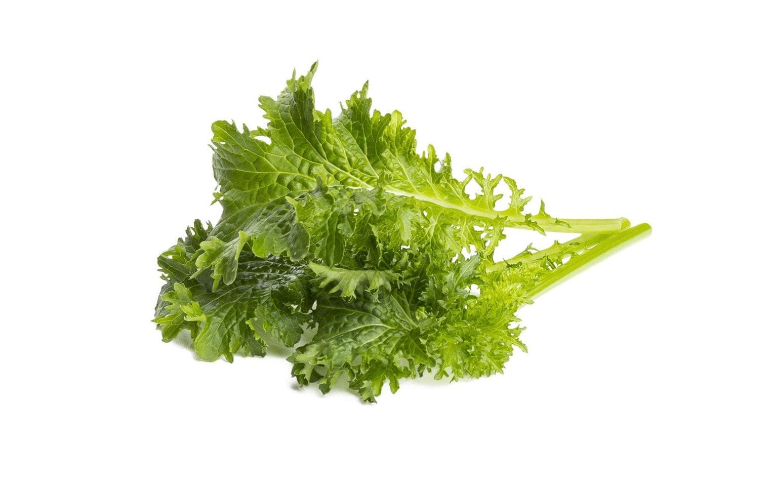 Samen Wasabi-Senf 3er-PackNachfüllpackung zum Smart Herb Garden