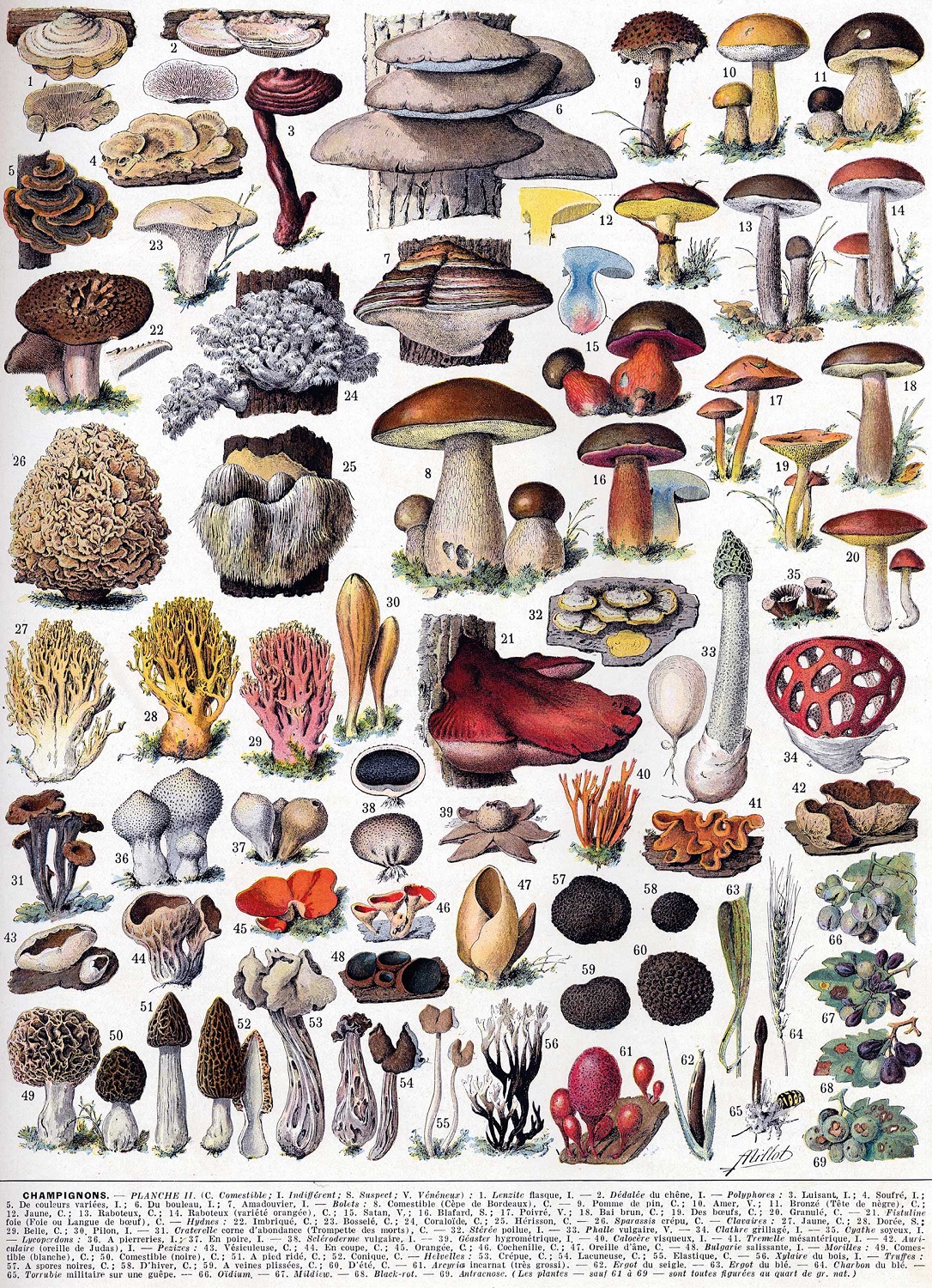 Les champignons de millot