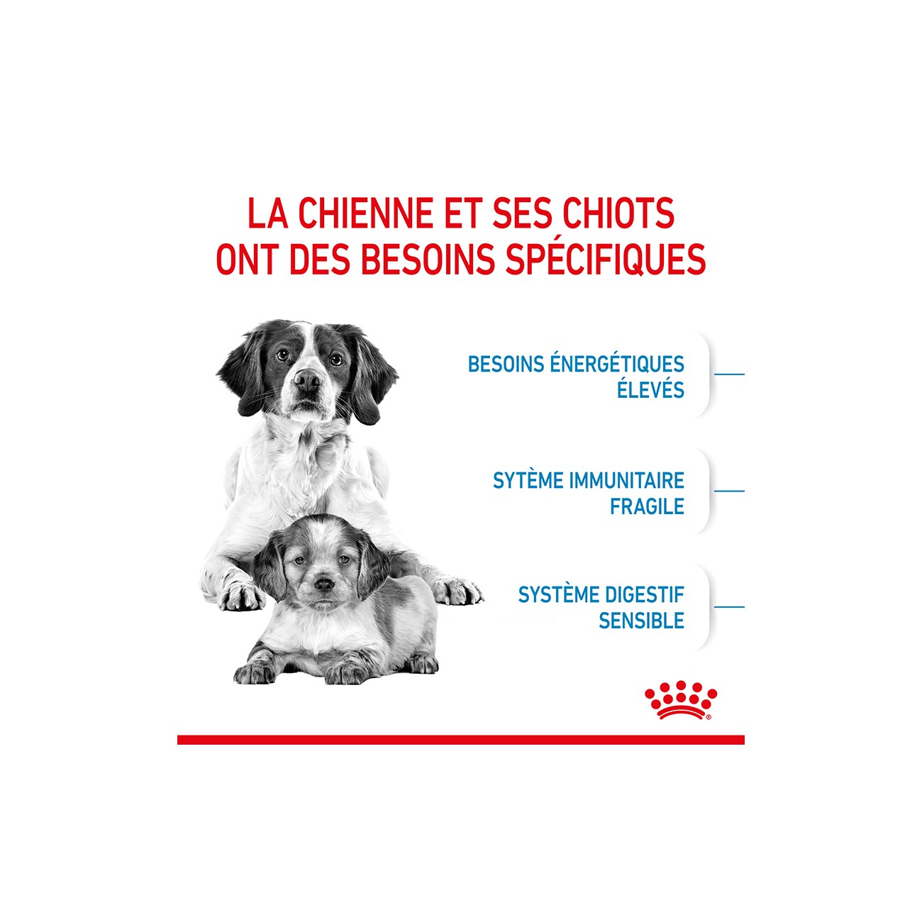 ROYAL CANIN Medium Starter 15 kg