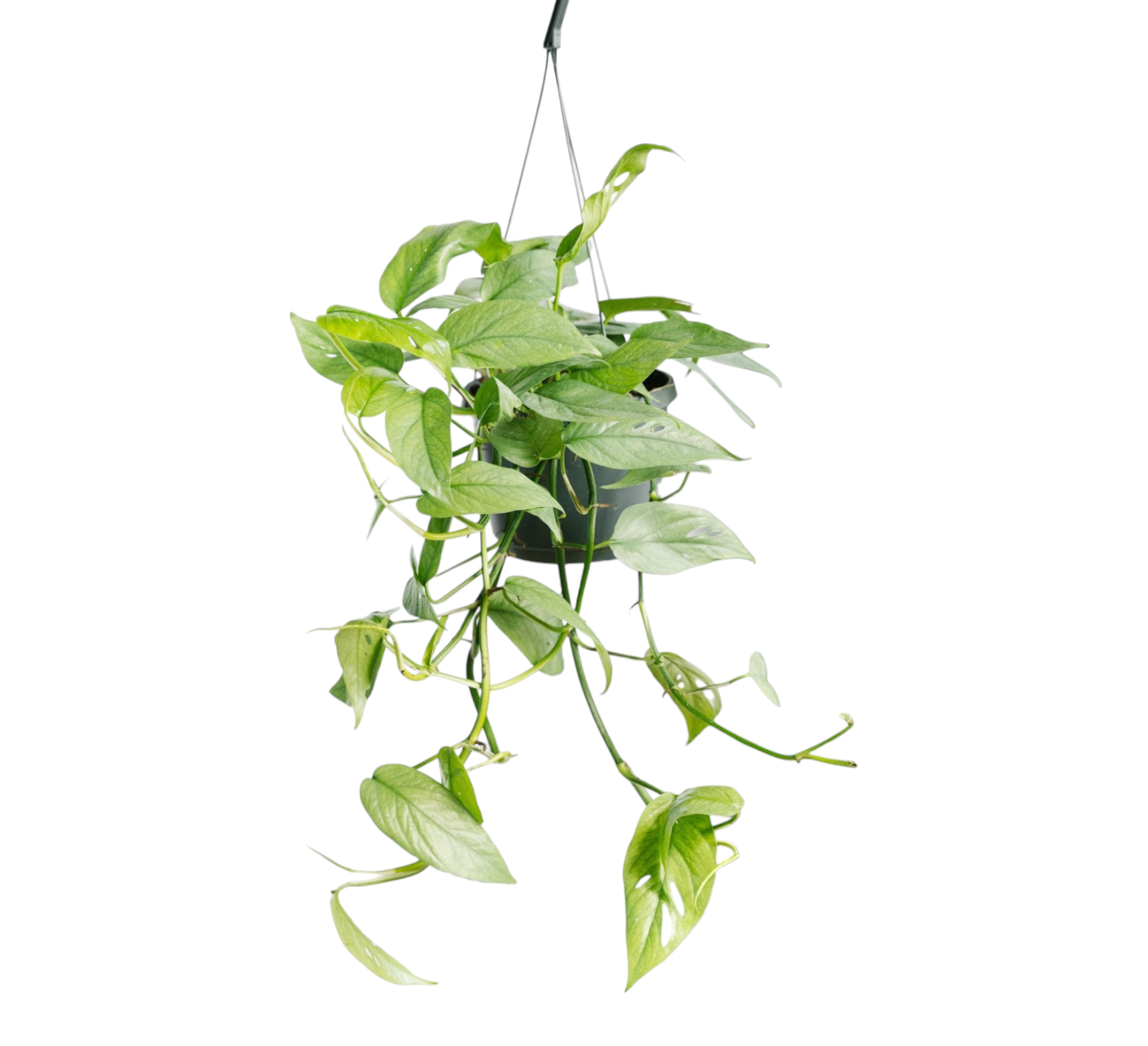 Plante d'intérieur - epipremnum cebu blue à suspendre 45cm