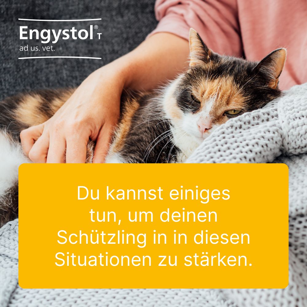 Engystol® ad us. vet. Tabletten