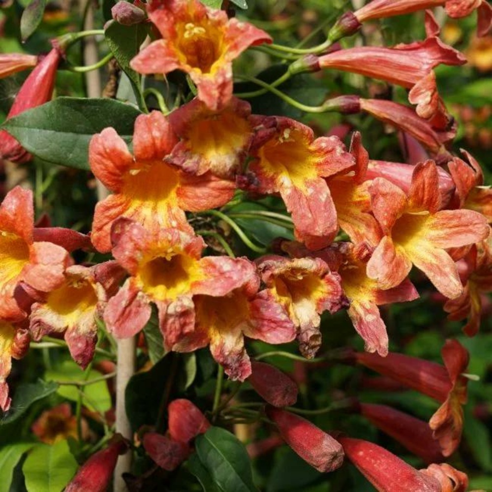 Bignone 'tangerine beauty - bignonia capreolata 3l