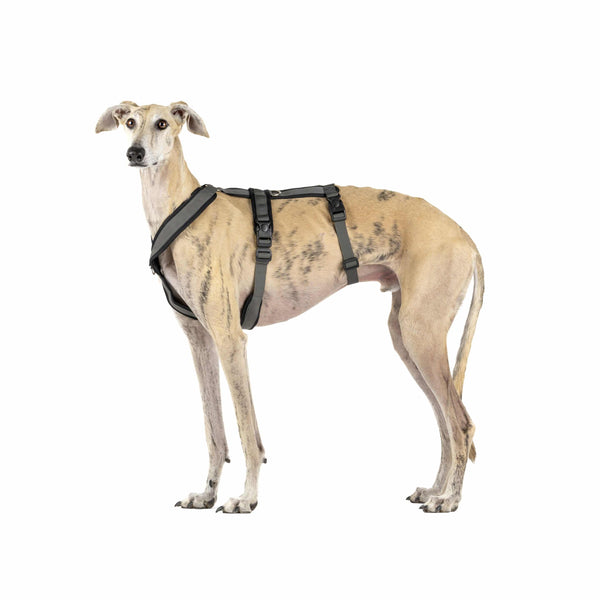 Coleira peitoral anti-fuga de 3 pontos - Ideal para cães de caça à vista: Galgo Italiano, Whippet, Galgo Inglês, Podenco - Segura, respirável e durável - Perfeita para caminhadas, treinamento e corrida - Antracite, G