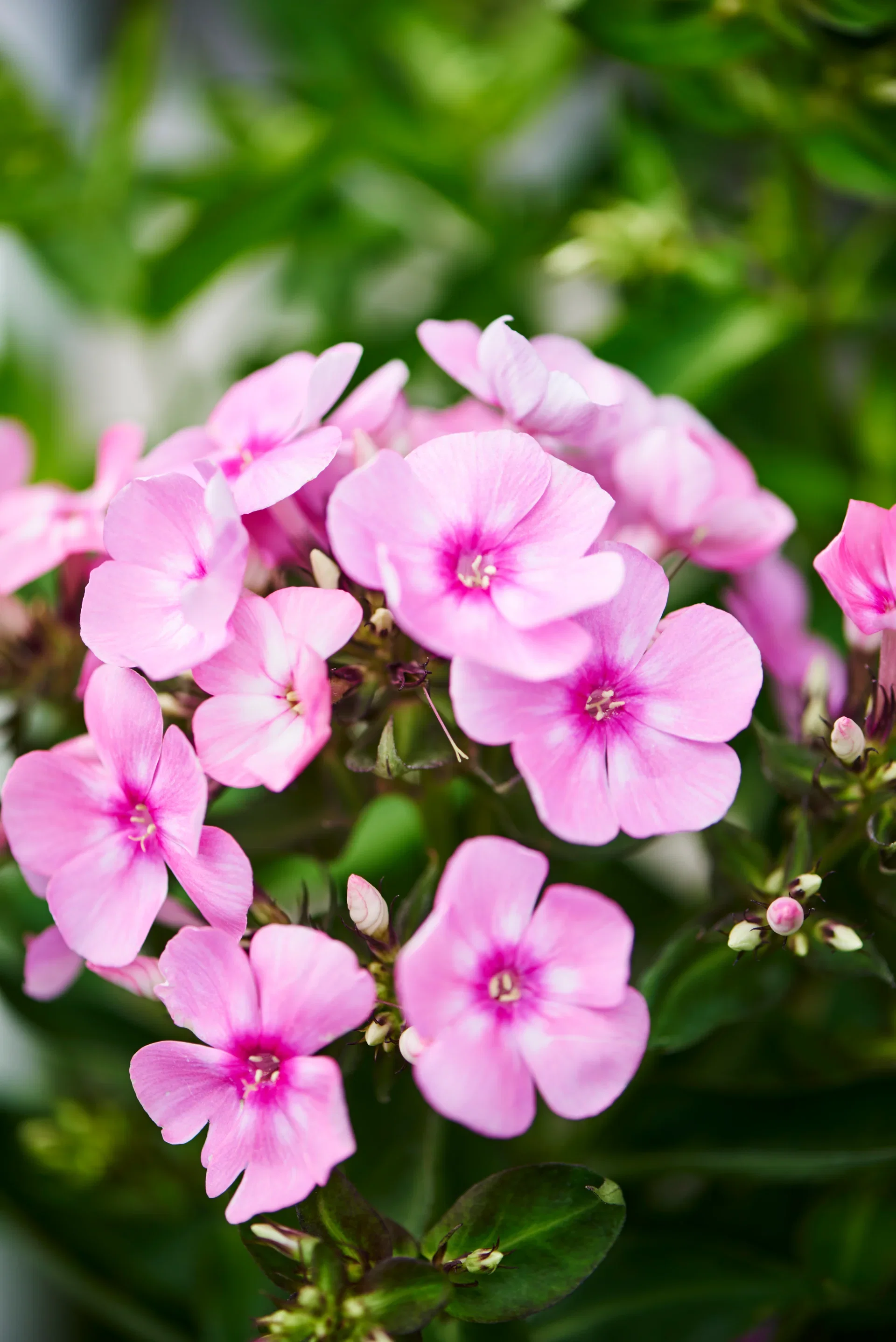 Phlox paniculata Lilac Høstfloks Ø17 cm