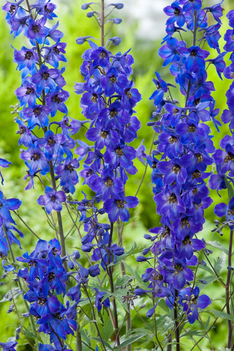 Ridderspoor (Delphinium (P) 'Black Knight') D 11 H 10 cm