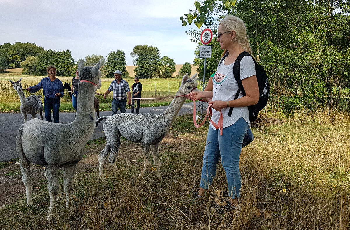 Alpaka Wanderung Wermsdorf