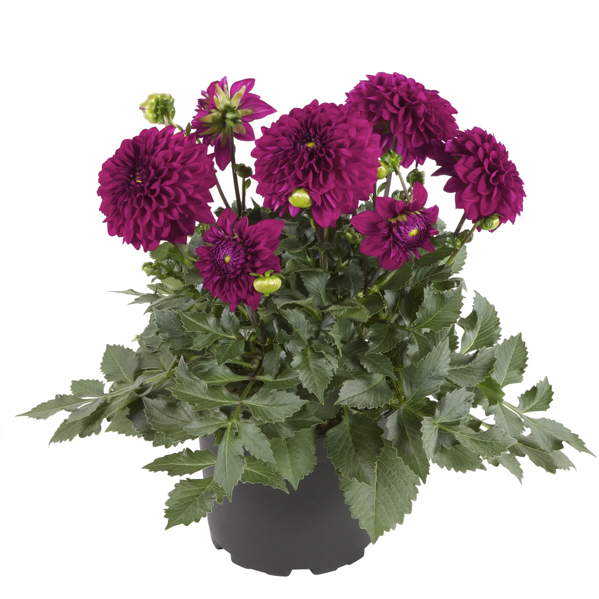 Dahlia green leaf, double fl. Purple 19 cm Georgine med fylte blomster Ø19 cm