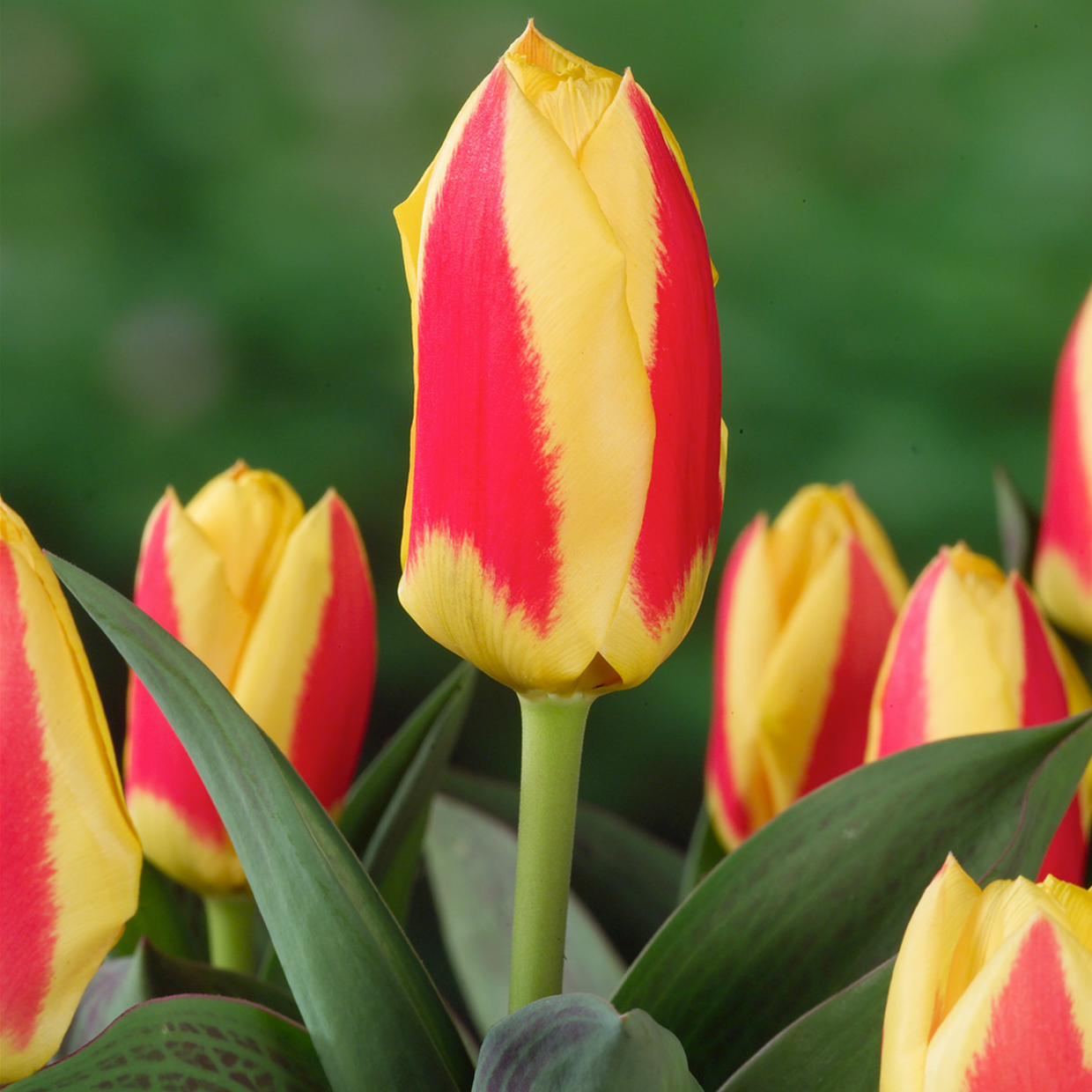 Tulipa stresa - bulbes à fleurs x21 - tulipe - jaune / rouge
