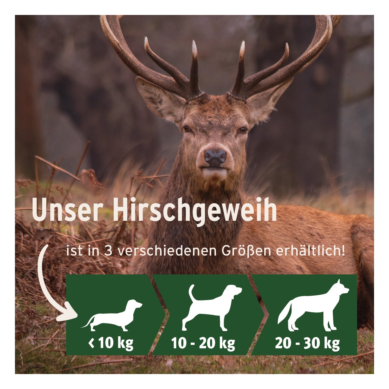 AniForte Hochland Hirschgeweih Large