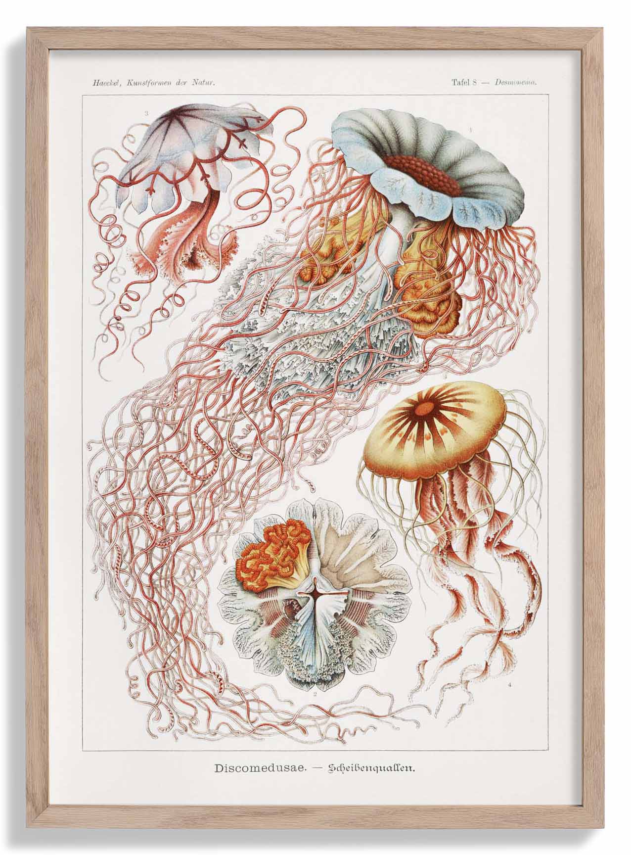 Discomedusae III von Ernst Haeckel