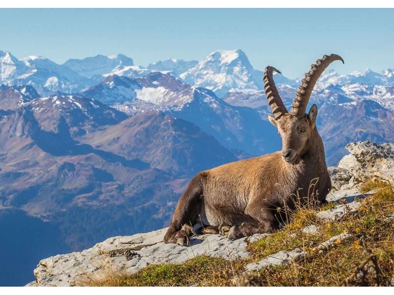Ravensburger Puzzle Steinbock im Toggenburg Puzzle-Spiel