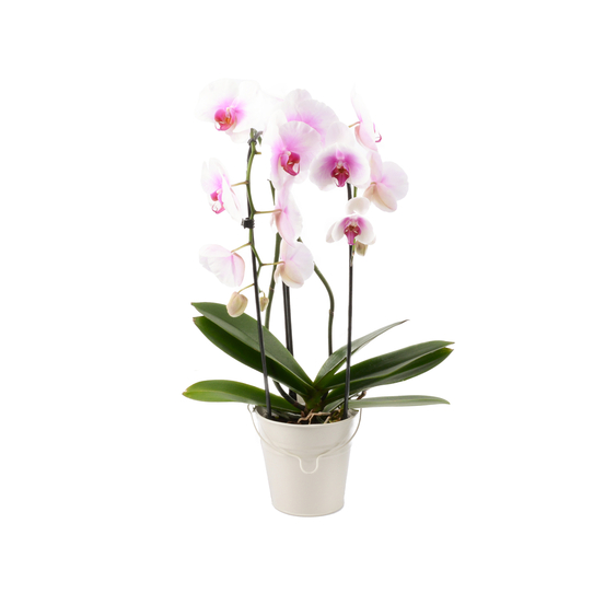 Orchidée Phalaenopsis cascade 2 tiges, pot zinc D13xH55cm