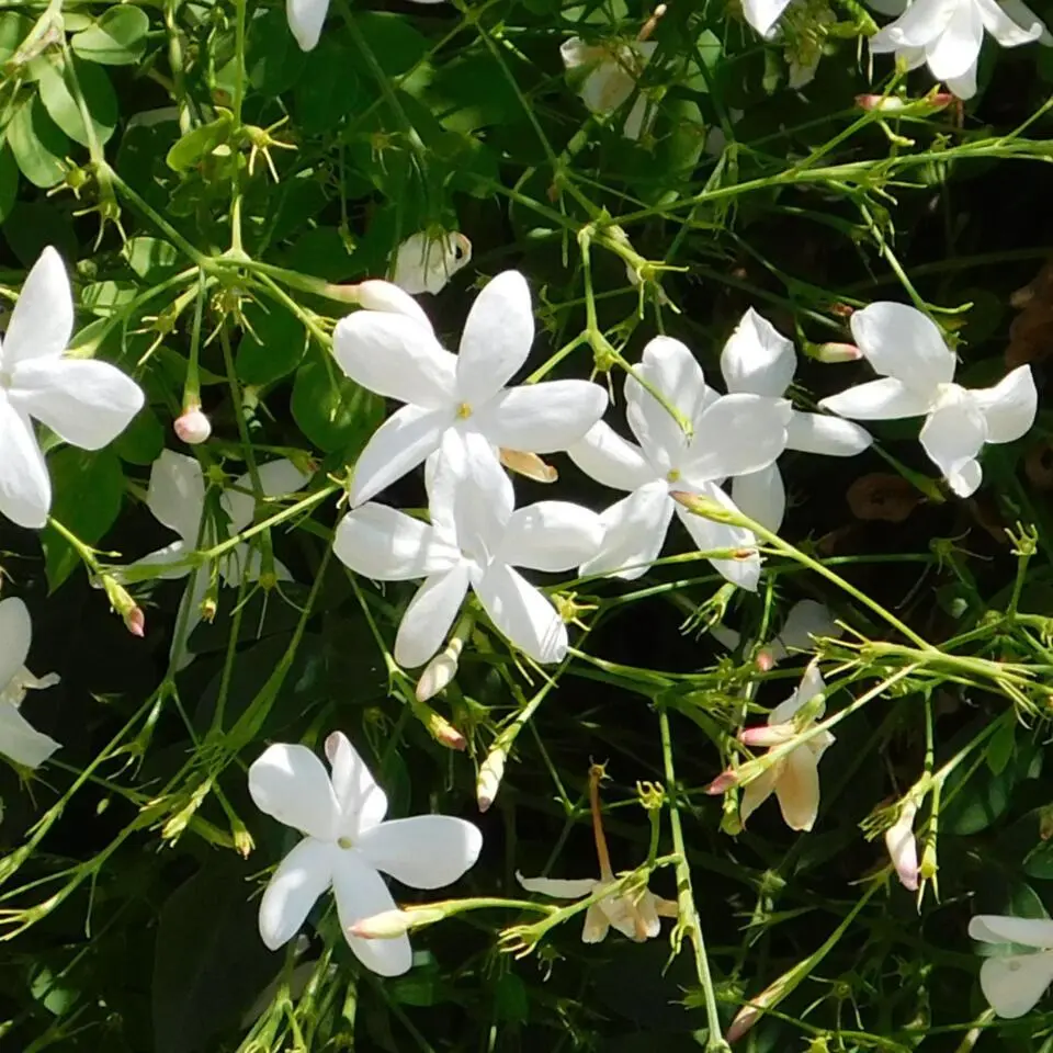Jasmijn - Set van 8 - Trachelospermum jasminoides - Hoogte 110-120cm - ⌀17cm