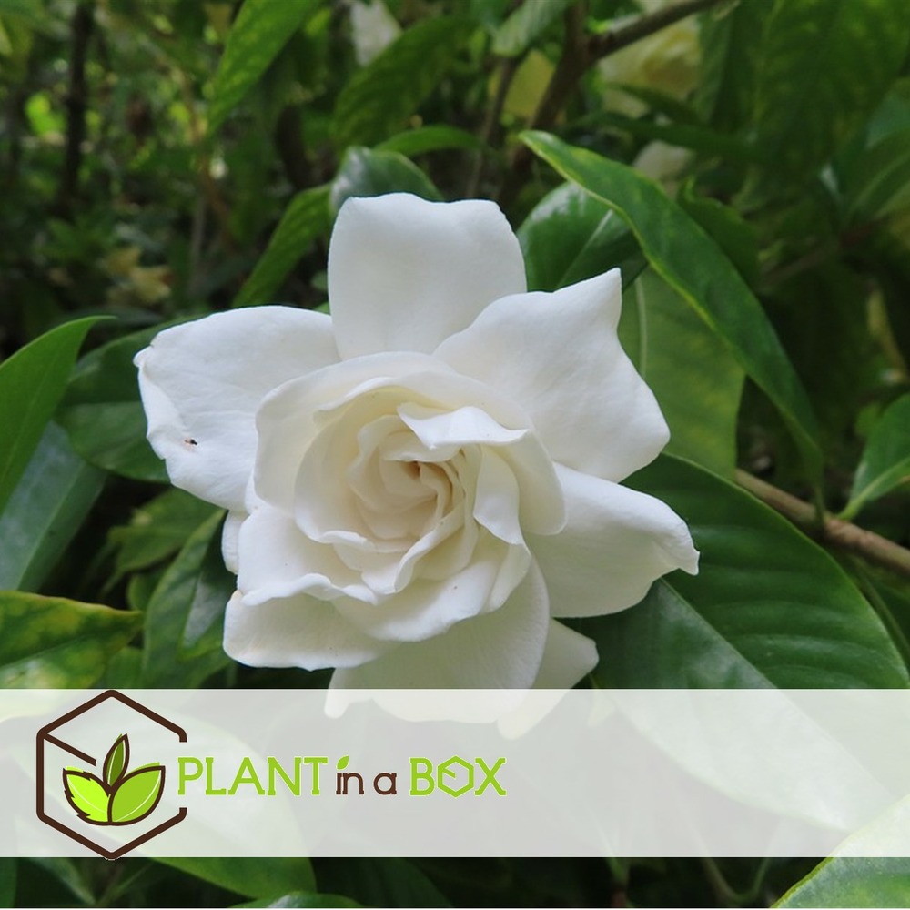 Gardenia jasminoides - set de 4 - pot 13cm - hauteur 20-30cm