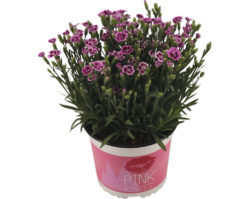 Anjer FloraSelf Dianthus caryophyllus 'Pink Kisses' Ø 17 cm pot