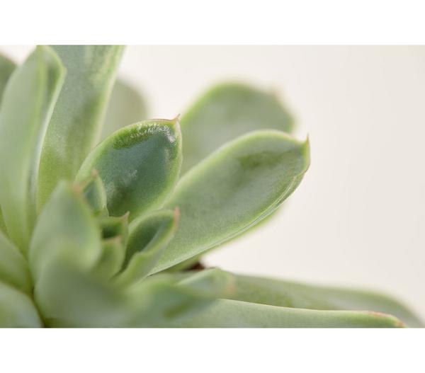 Echeverie - Echeveria Hybride, verschiedene