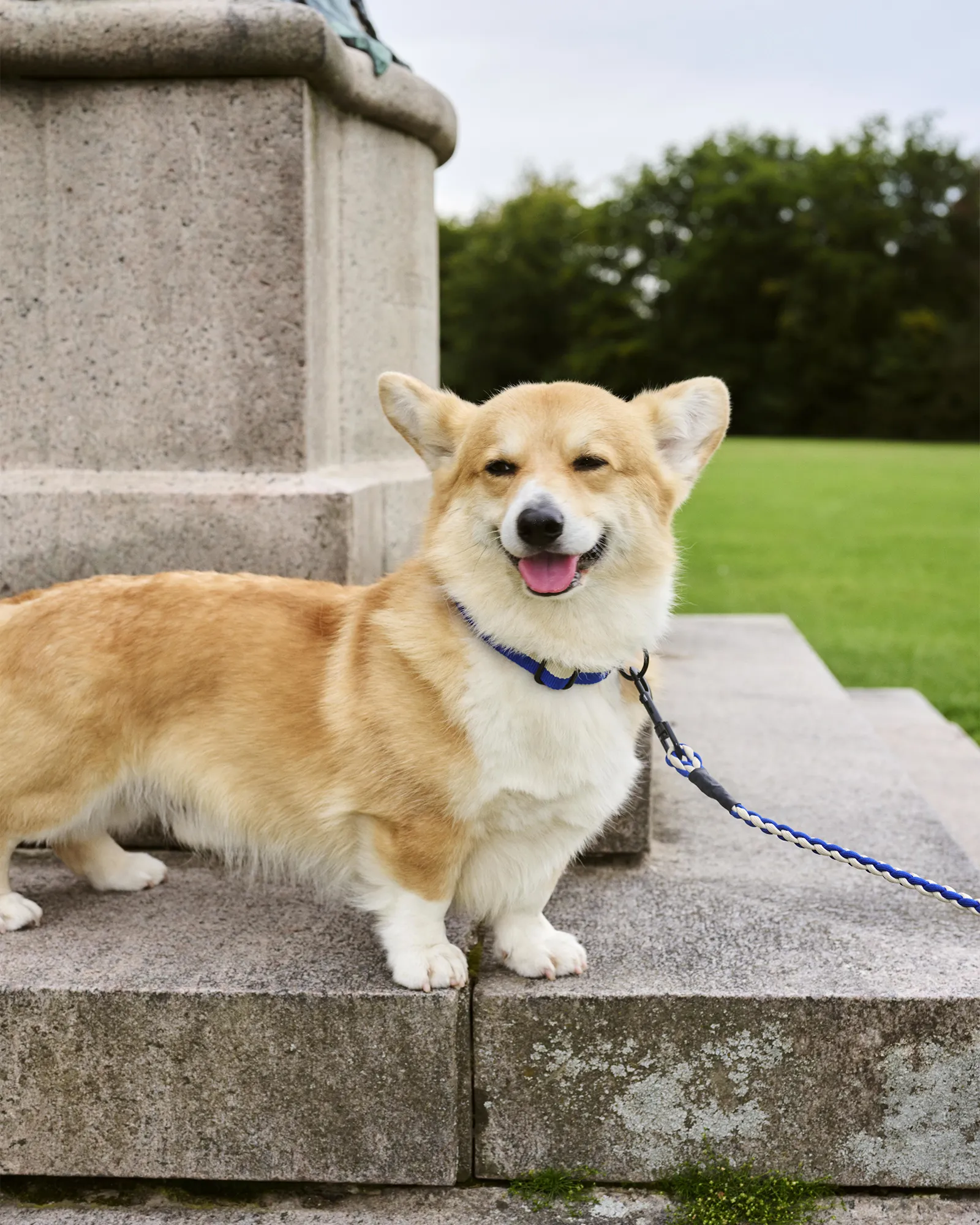 HAY HAY Dogs Collar Flat