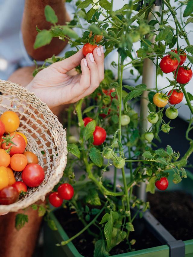 Tomaten Starter-Set für Balkon und Garten