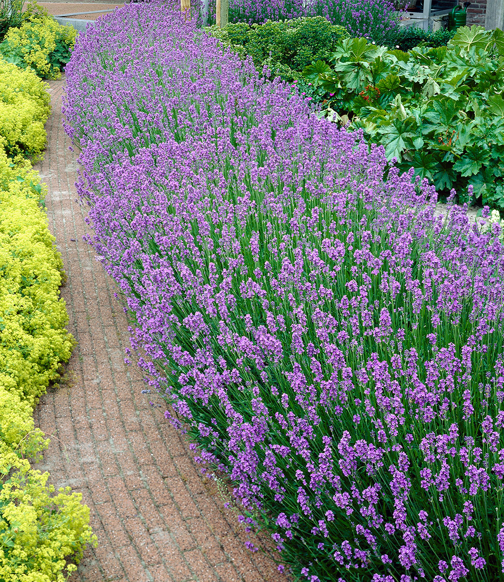 Blauer Duft-Lavendel 50 Stk.