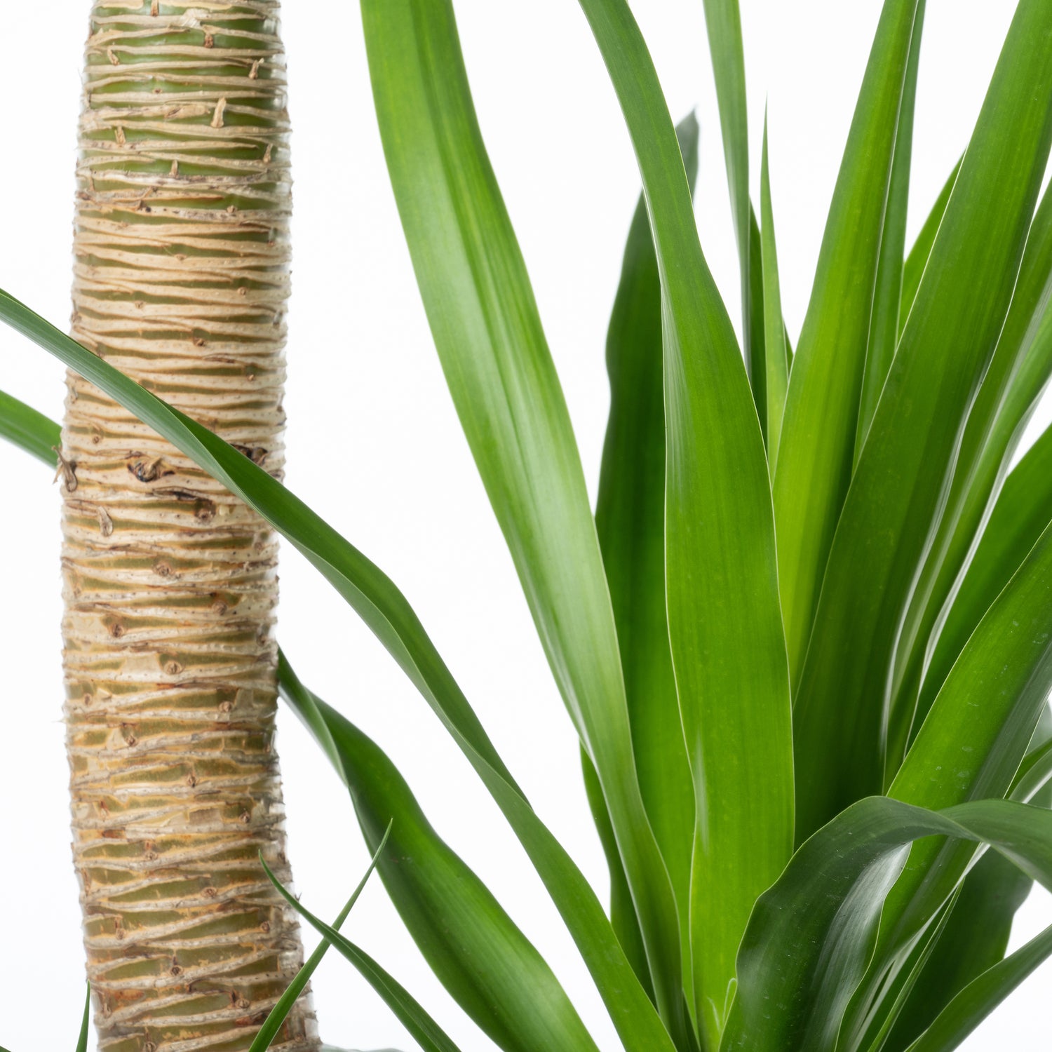 Drakenbloedboom (Dracaena draco) D 34 H 150 cm