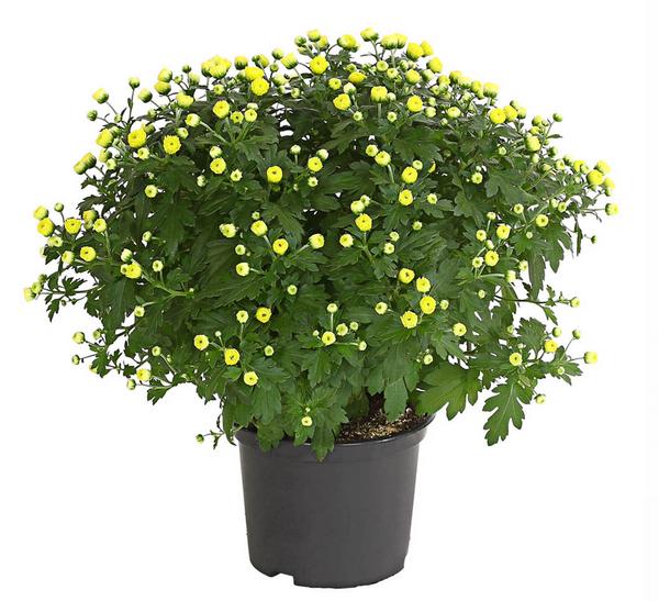Herbst-Chrysantheme