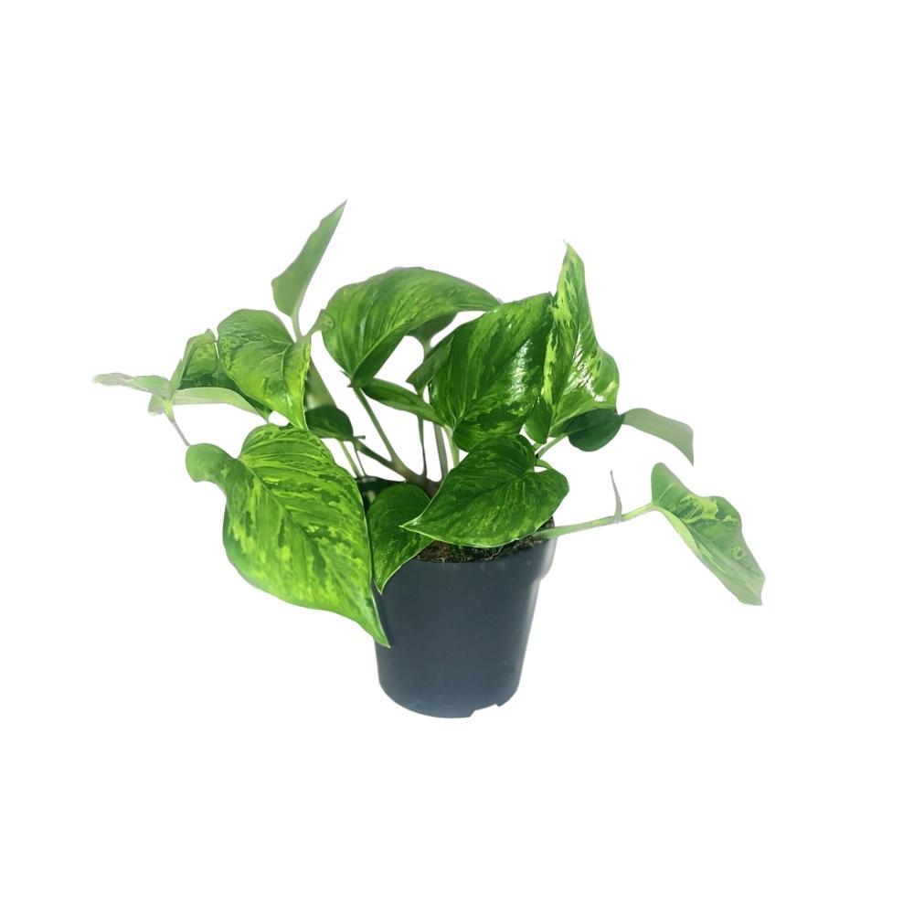 Plante d'intérieur - scindapsus pictus trebie 20.0cm