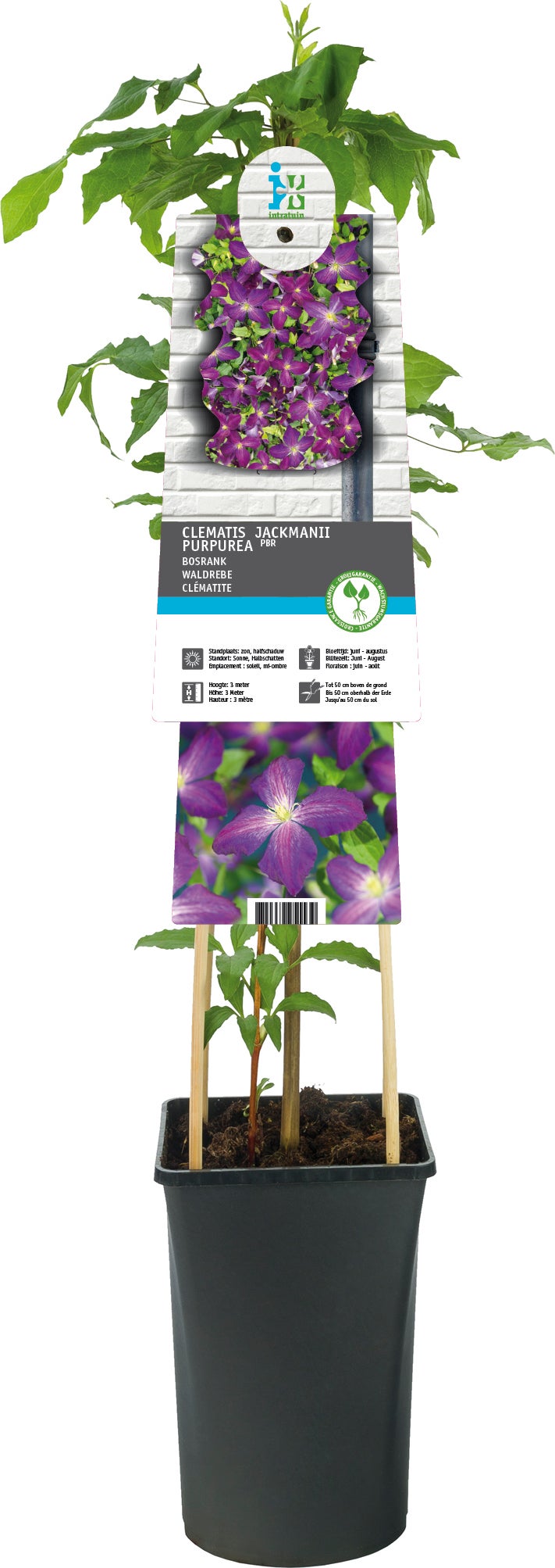 Bosrank (Clematis 'Jackmanii Purpurea') D 17 H 75 cm