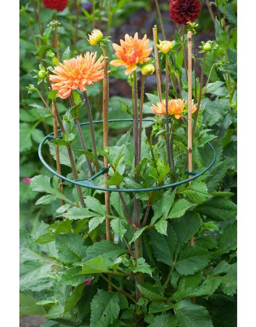 Nature Vario Plantensteunen - Klim-En Geleide Artikel - 0.5x40x40 cm Groen 3 stuks