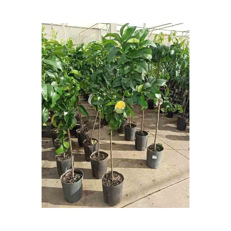 Citrus x paradisii (pamplemoussier) blanc - taille pot de 7 litres ? 100/120 cm