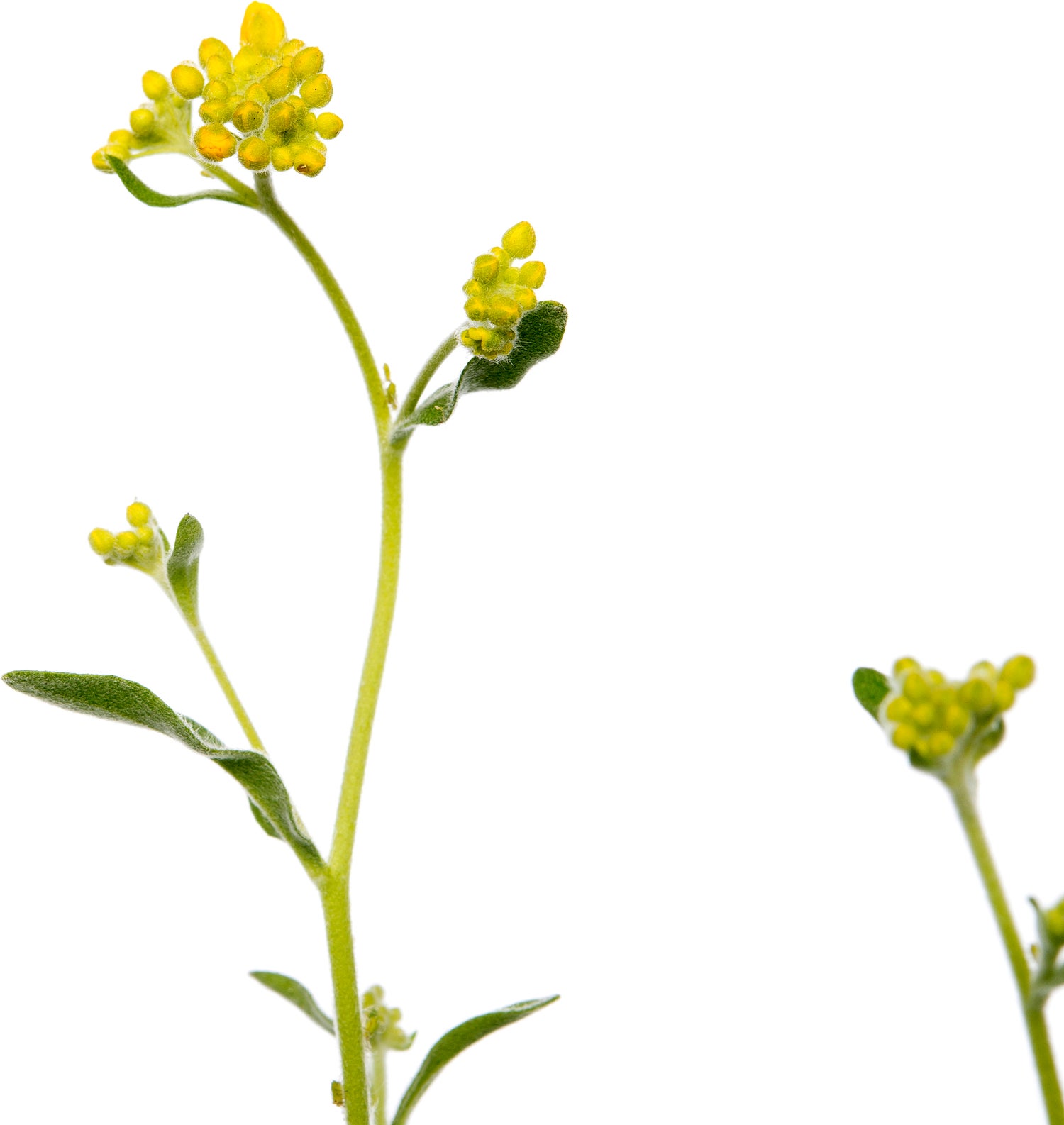 Rotsschildzaad (Aurinia saxatilis) D 9 H 15 cm