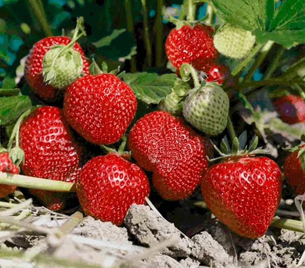Dehner Gourmet Garten Erdbeere 'Mara des bois'
