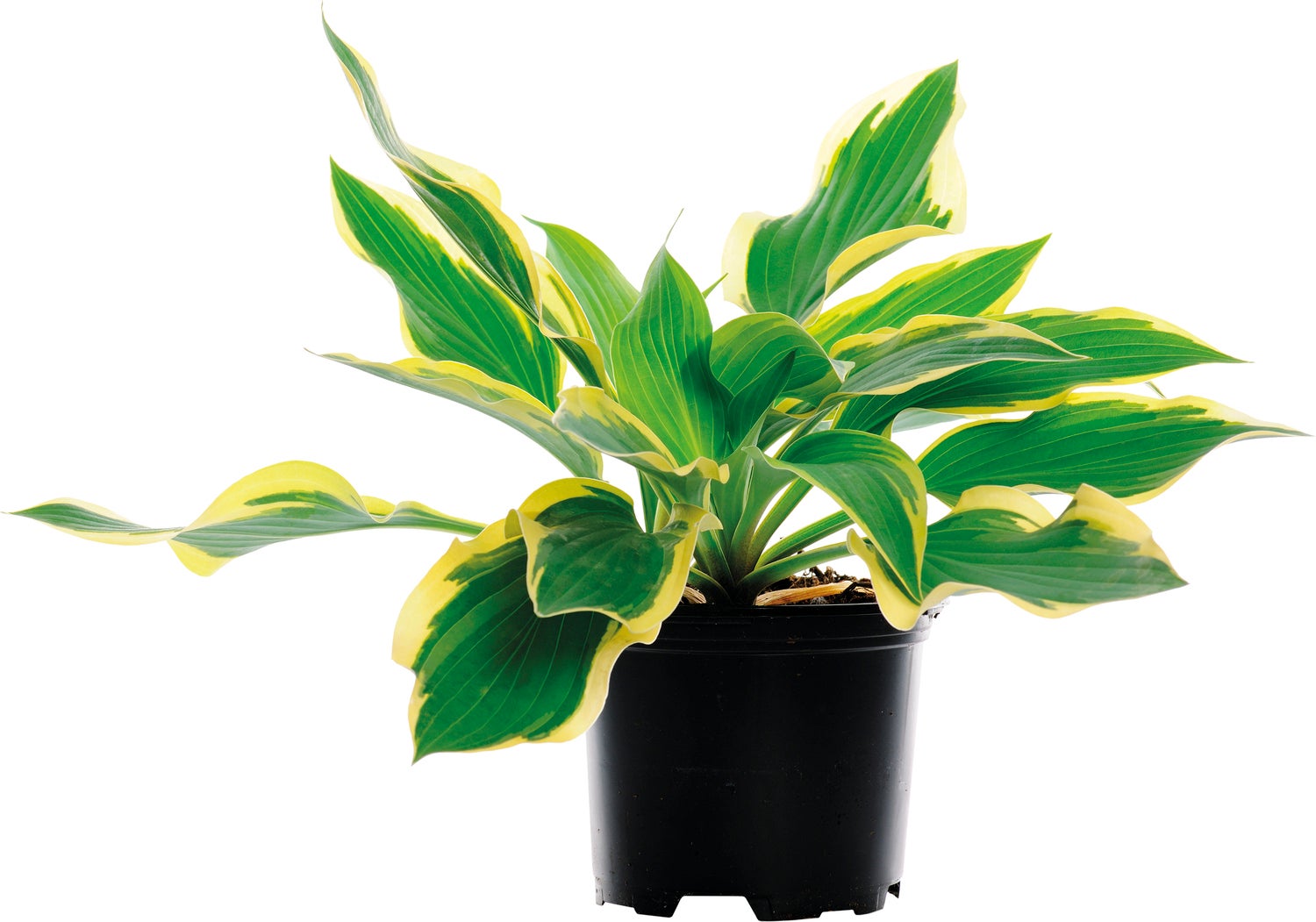 Hartlelie mix (Hosta) D 23 H 20 cm