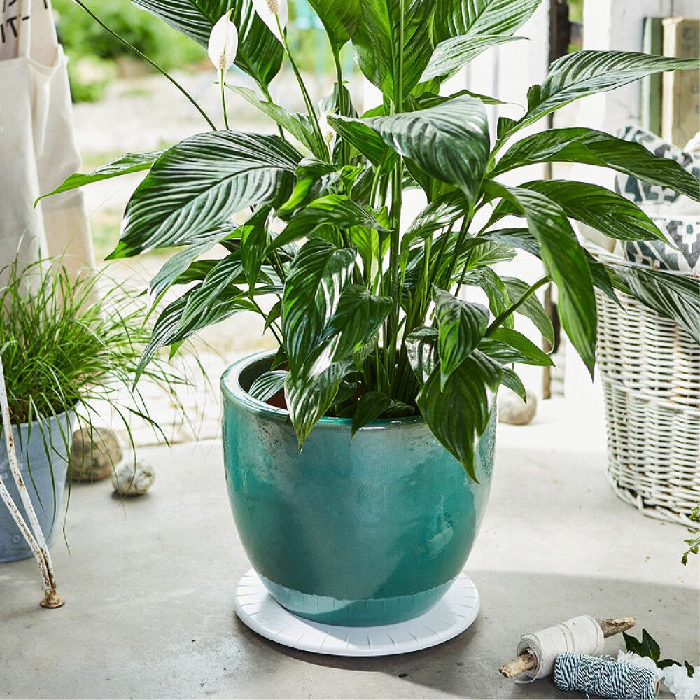 POTTETRALLE WAGNER 0451 ULTRAFLATHVIT Ø30 CM 100KG