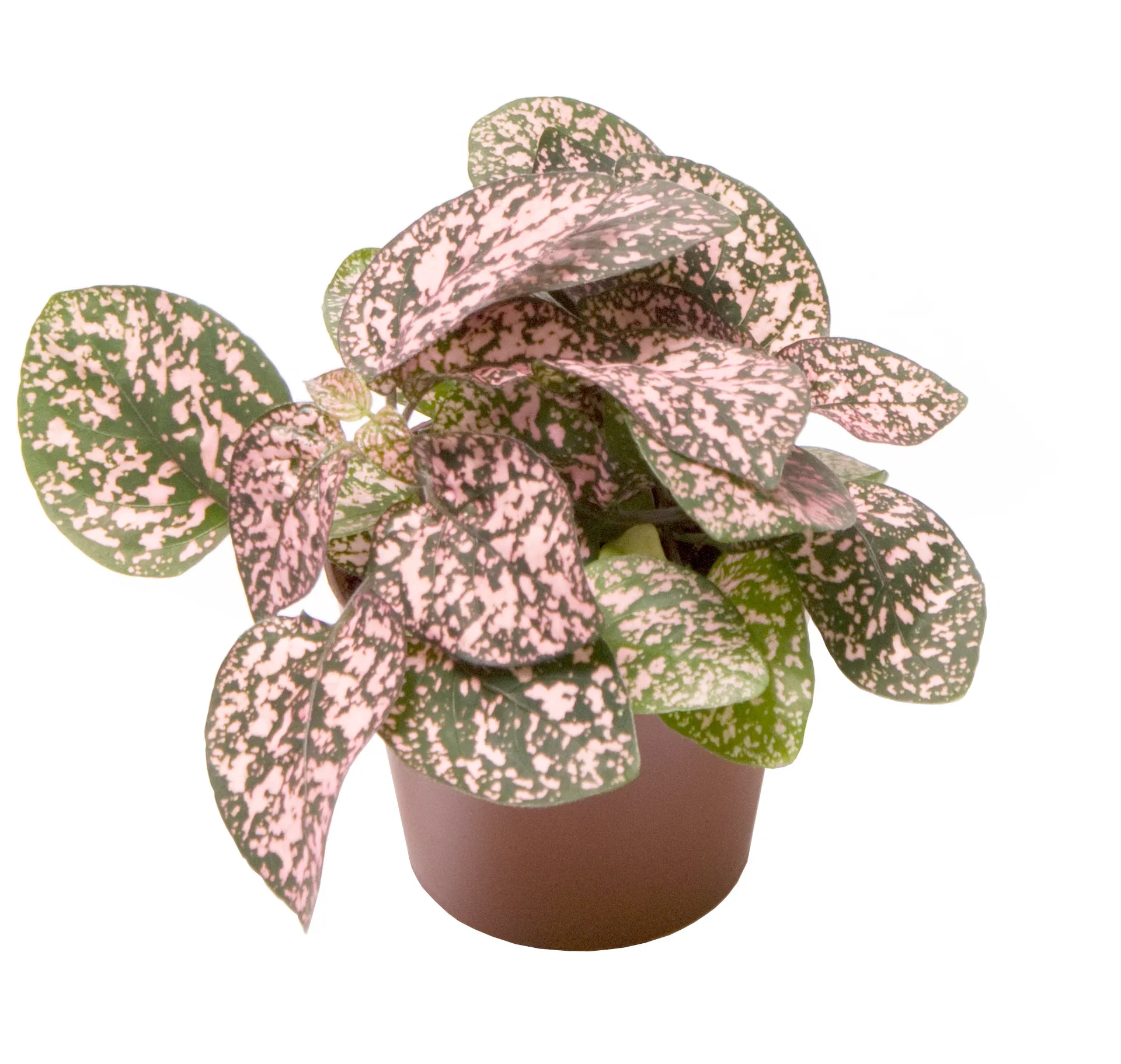 Hypoestes phyllostachya Hypoestes phyllostachya 'Pink' mini Høyde 10 cm
