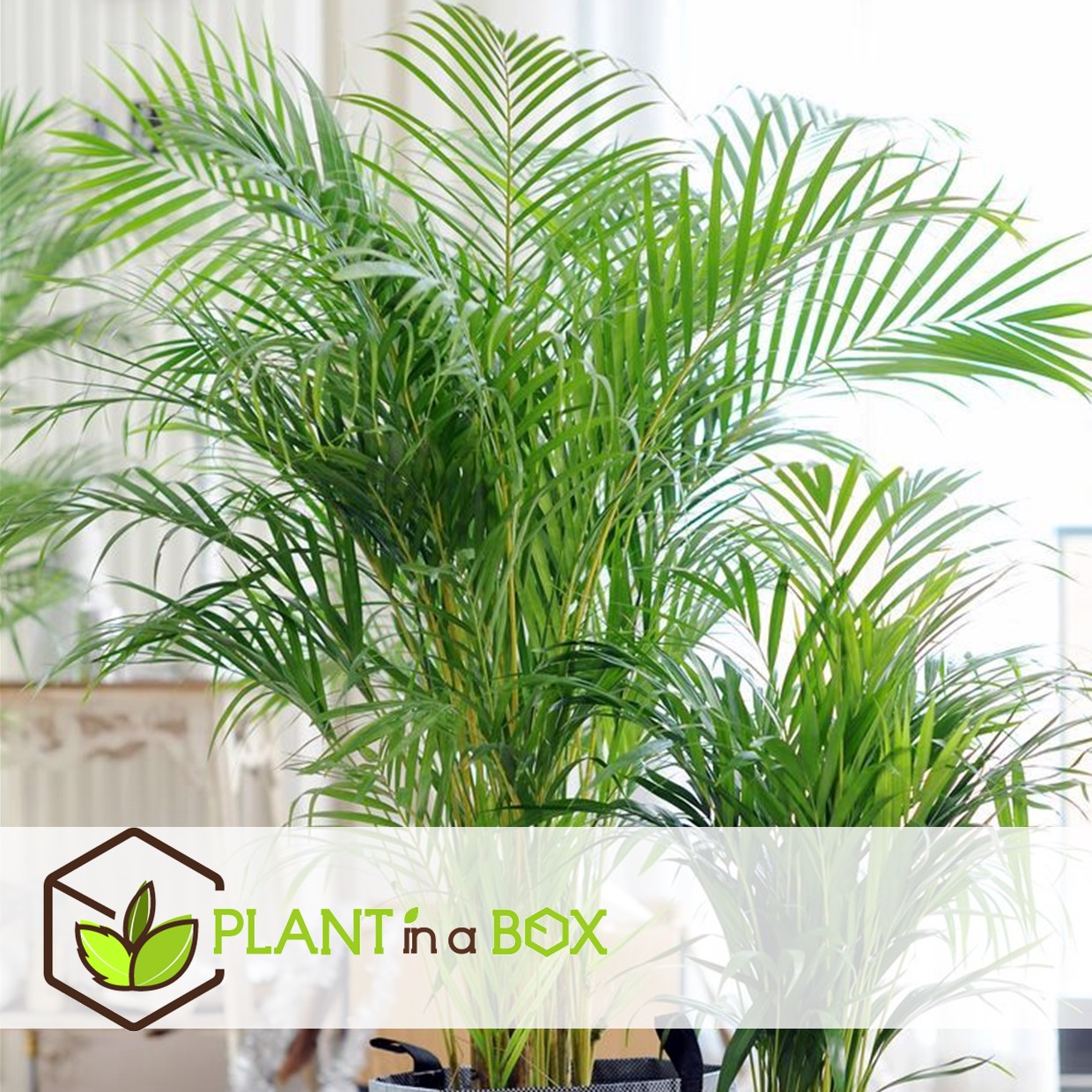 Dypsis lutescens - areca gold palm - set de 3 - pot 12cm - hauteur 30-45cm