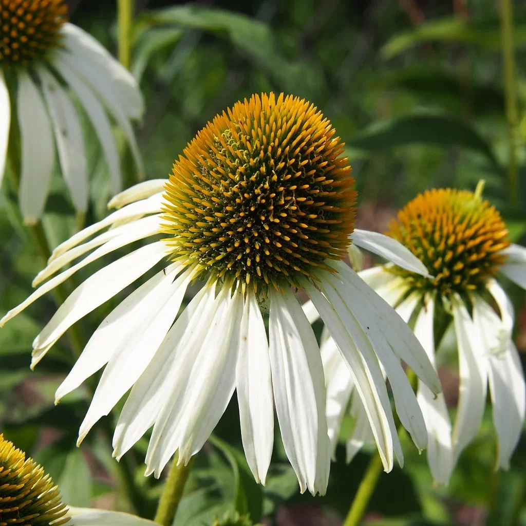 Echinacea purpurea 'Alba' Purpursolhatt 'Alba' Ø11 cm