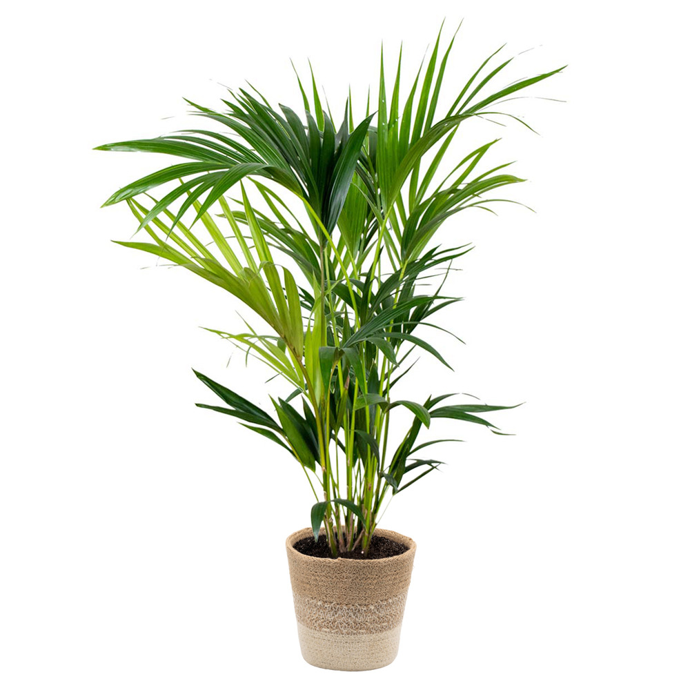 Howea forsteriana incl. Panier en jute - palmier kentia - ⌀19 cm - ↕90-100 cm
