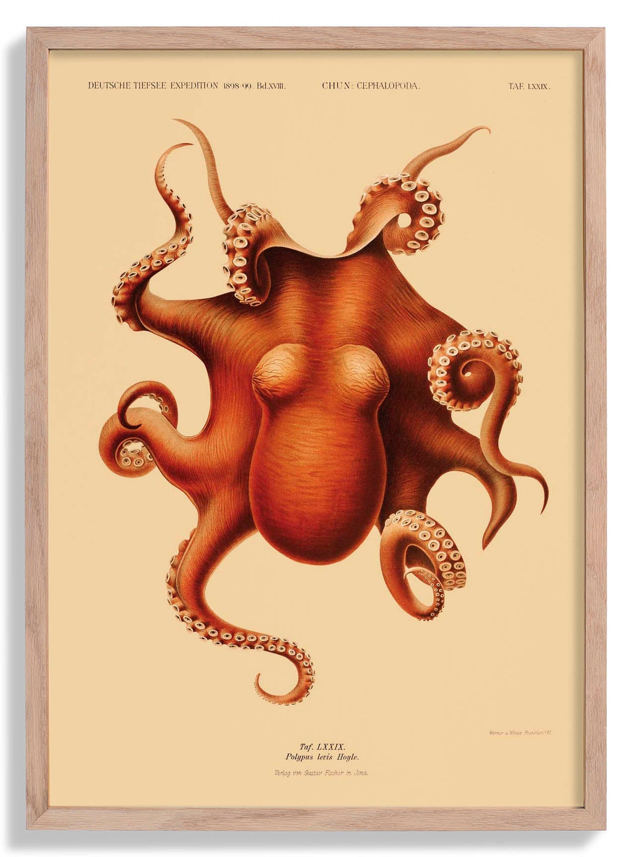 Octopus polypus