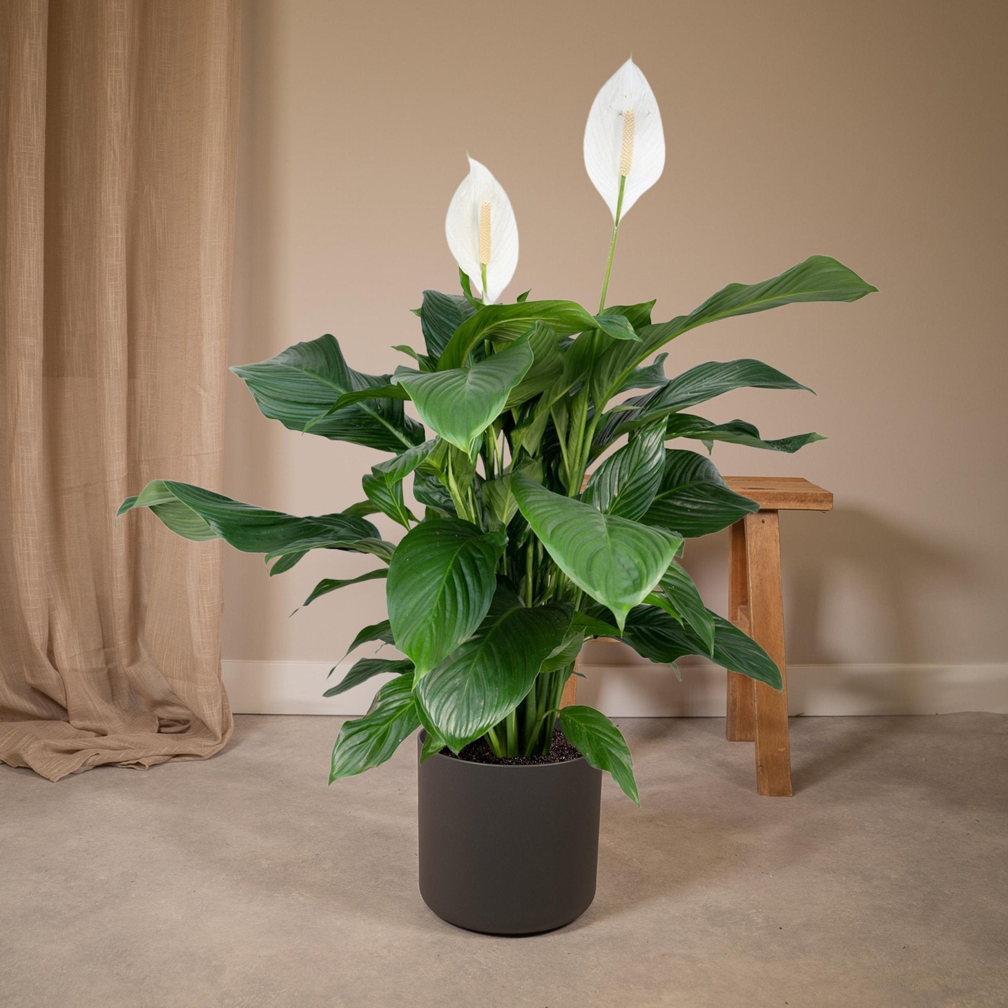 Plante d'intérieur - grand spathiphyllum 80cm