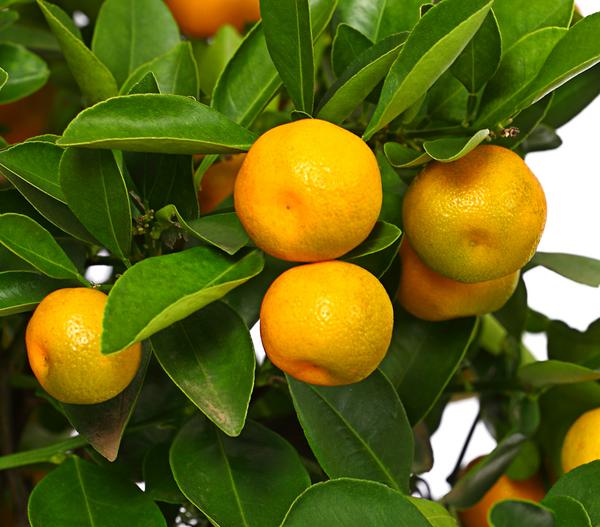 Calamondin-Orange