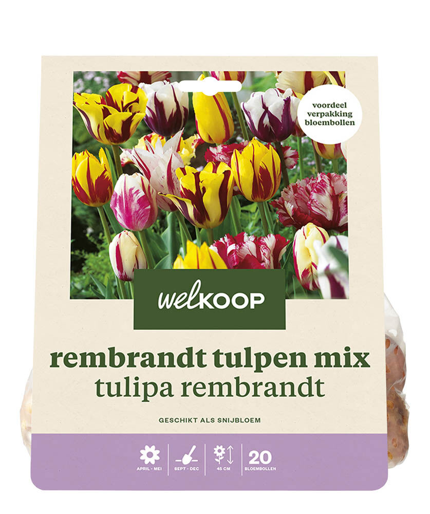 Welkoop Tulpen mix Tessa - Bloembollen