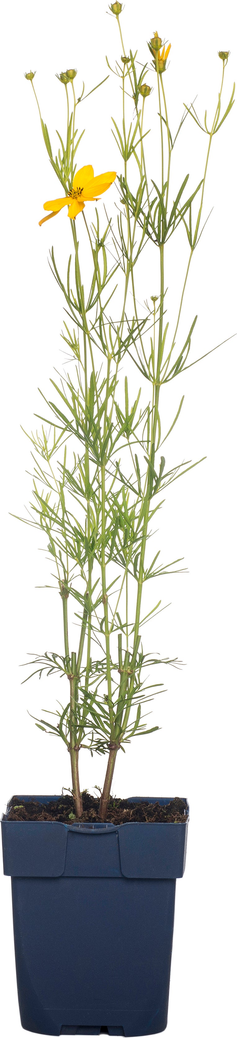 Meisjesogen (Coreopsis verticillata) D 11 H 10 cm